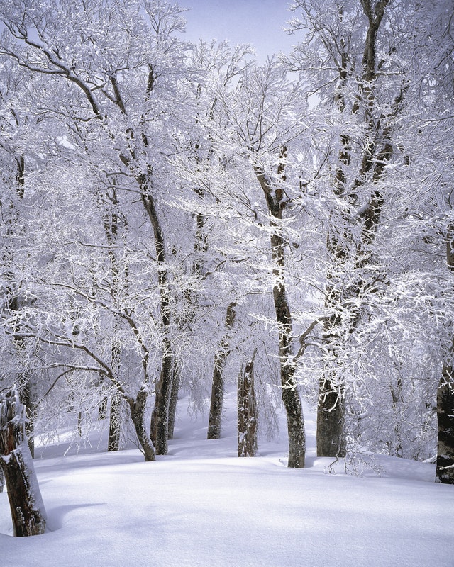 winter trees